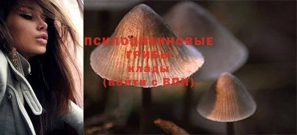 прущие грибы Вяземский